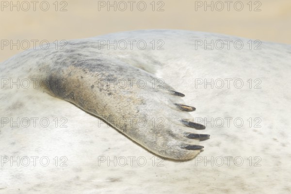 Common seal (Phoca vitulina) adult animal resting on a beach close up of one of its front flippers England, United Kingdom
