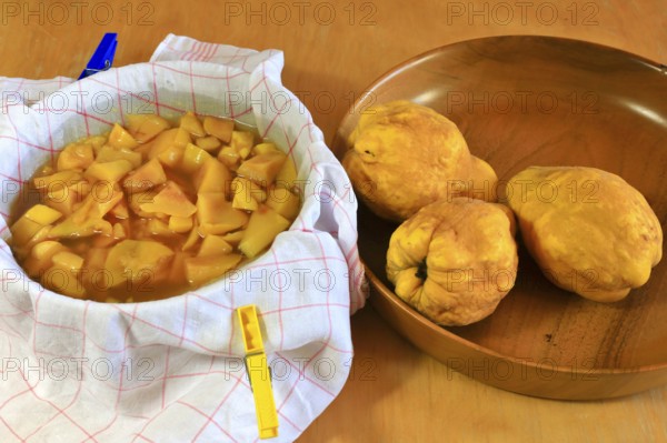 Make your own quince jelly, quinces in a bowl, Germany
