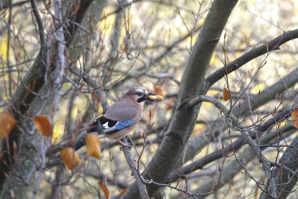 Eurasian Jay (Garrulus glandarius) with nut on a tree, autumn, Germany