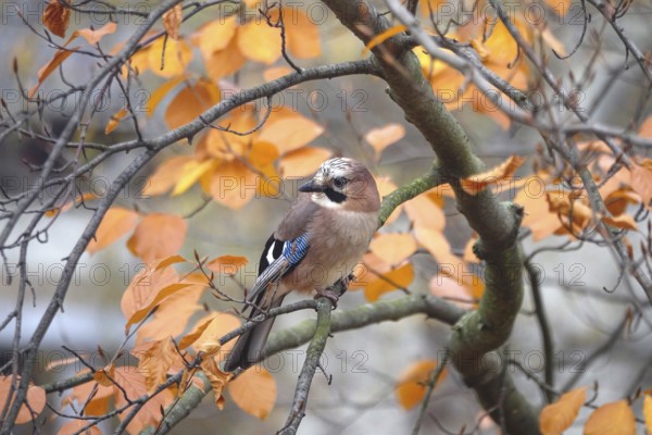 Eurasian Jay (Garrulus glandarius) on a tree, autumn, Germany