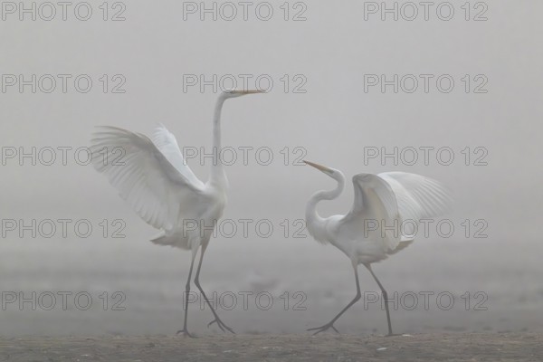 Great Egret, (Egretta alba), Warring Great Egret in the Mist, Lasitz, Saxony, Germany