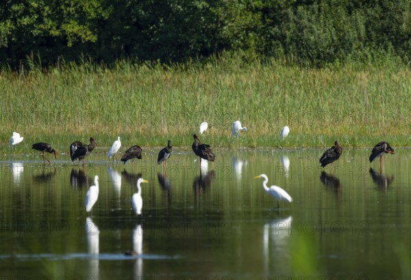 Black storks (Ciconia nigra) and great egret (Ardea alba) in the shallow water zone of a pond, Lower Saxony, Germany