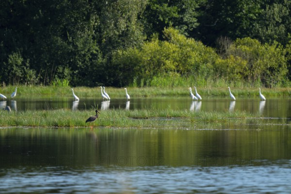 Black stork (Ciconia nigra) and great egret (Ardea alba) in the shallow water zone of a pond, Lower Saxony, Germany