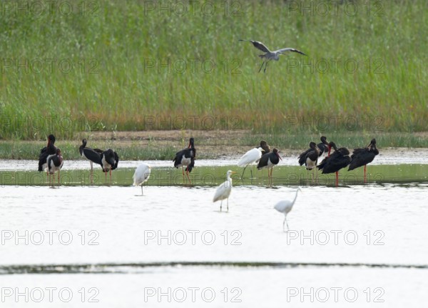 Black storks (Ciconia nigra) and great egret (Ardea alba) in the shallow water zone of a pond, gray heron (Ardea cinerea) flying, Lower Saxony, Germany