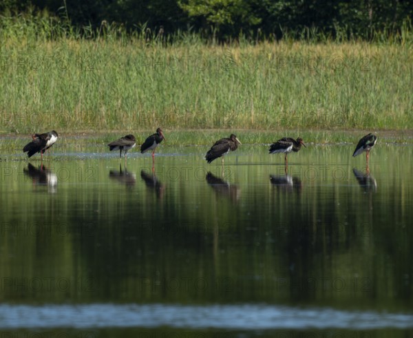 Black storks (Ciconia nigra) stand in the shallow water zone of a pond, Lower Saxony, Germany