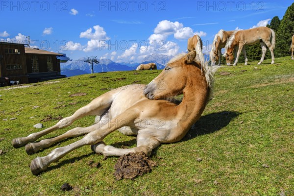 Free-grazing horses on an alpine pasture near the Acherkogel in the Stubai Alps in Hochoetz, Ötz, Ötztal, Tyrol, Austria