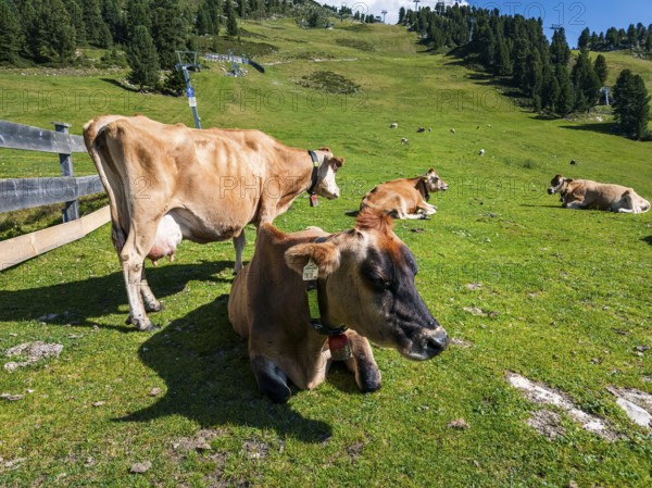 Free-grazing cows on an alpine pasture near the Acherkogel in the Stubai Alps in Hochoetz, Ötz, Ötztal, Tyrol, Austria