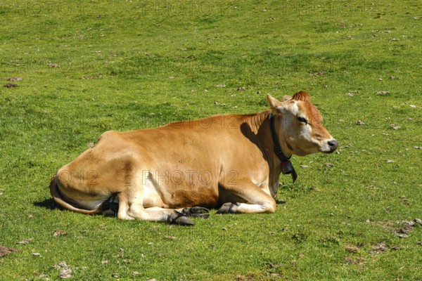 Free-grazing cows on an alpine pasture near the Acherkogel in the Stubai Alps in Hochoetz, Ötz, Ötztal, Tyrol, Austria, digitally reworked