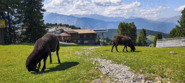 Free-grazing sheep on an alpine pasture near the Acherkogel in the Stubai Alps in Hochoetz, Ötz, Ötztal, Tyrol, Austria