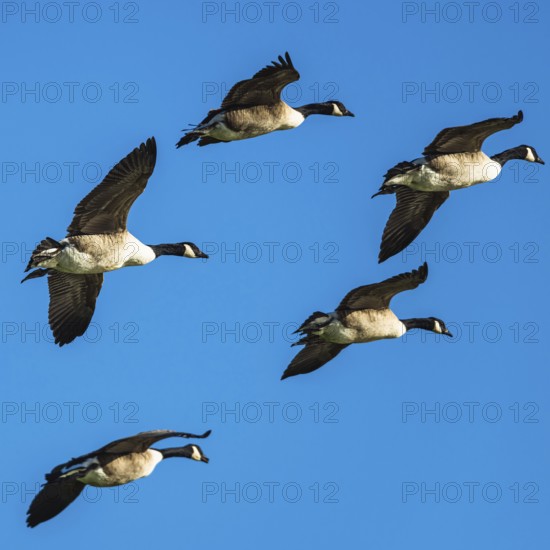 Canada Goose, Branta Canadensis, birds in flight over marshes