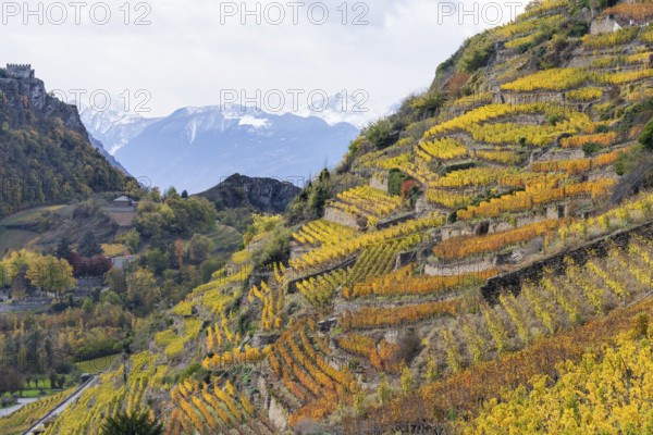 Terraced vineyards in colourful fall colours, yellow, orange and red. IN the distance snow covered mountains of the Swiss alps. Rhone Valley, Valais, Switzerland