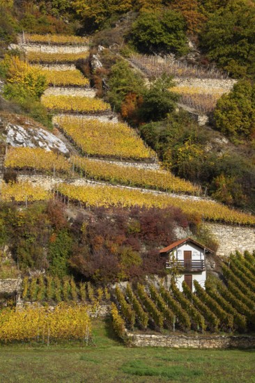 Terraced vineyards in colourful fall colours, yellow, orange and red. In between the vineyards is a small vineyard cottage located. Rhone Valley, Valais, Switzerland