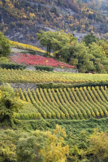Terraced vineyards in colourful fall colours, yellow, orange and red. Rhone Valley, Valais, Switzerland