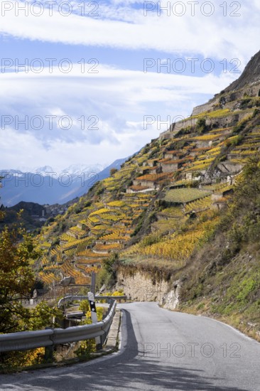 Terraced vineyards in colourful fall colours, yellow, orange and red. A tar road is leading down to the Rhone Valley, Valais, Switzerland