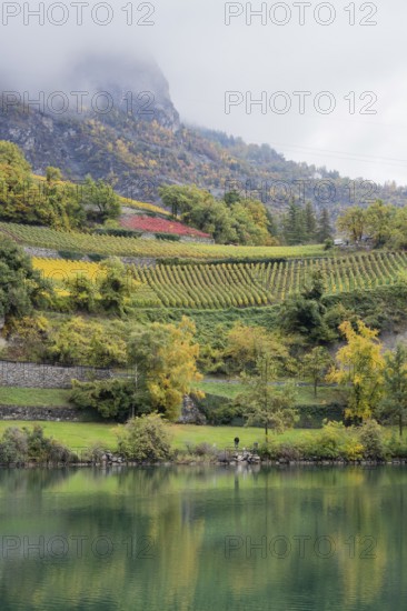 Terraced vineyards in colourful fall colours, yellow, orange and red. In foreground reflection of the vineyards in the water of a lake. Rhone Valley, Valais, Switzerland