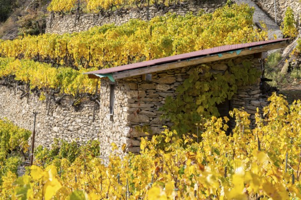 Terraced vineyards surrounding a small old hut in colourful fall colours, yellow, orange and red. Rhone Valley, Valais, Switzerland