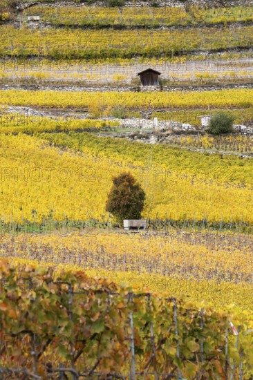 Terraced vineyards in colourful fall colours, yellow, orange and red. Small wooden hut standing in between the vineyards. Rhone Valley, Valais, Switzerland
