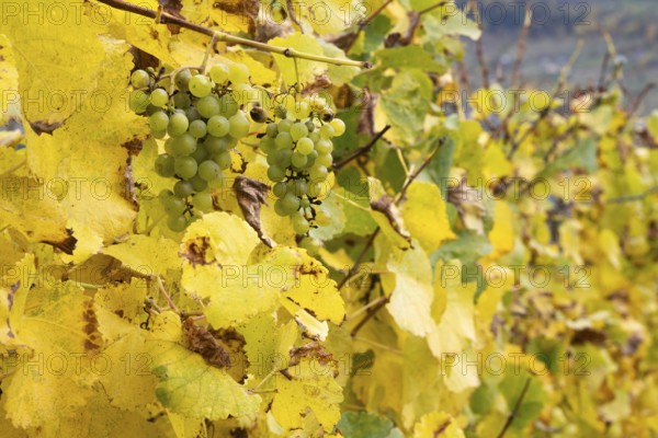 Wine grapes surrounded between colourful leaves in fall colours, yellow, orange and red. Rhone Valley, Valais, Switzerland