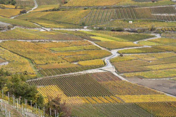 Aerial view of terraced vineyards in colourful fall colours, yellow, orange and red. Roads are winding through the vineyards. Rhone Valley, Valais, Switzerland
