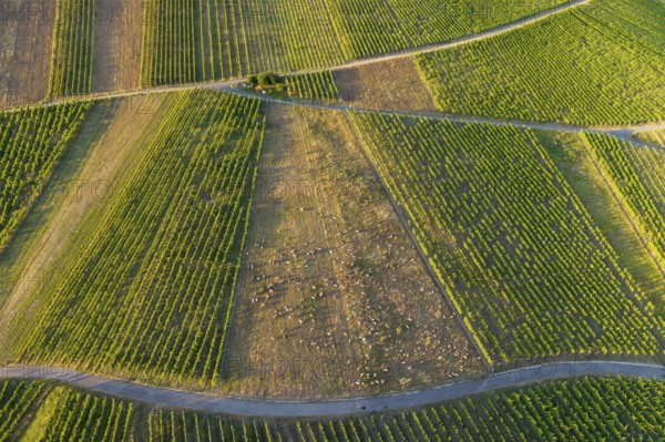 Detailed view of partly rubble vineyards with rows of green vines, sunny summer atmosphere, sheep maintaining the landscape, basket in the Rems Valley, Baden-Württemberg, Germany