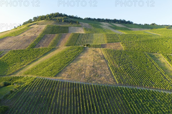 Partially cleared vineyards stretch over the hills, green vineyards under summer skies, sheep at Landschaftspf Korb im Remstal, Baden-Württemberg, Germany