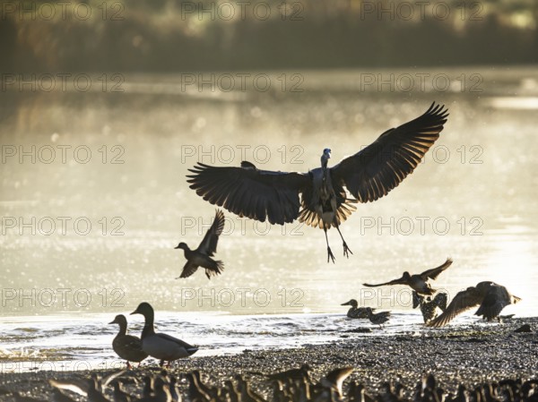 Grey Heron, Ardea cinerea, bird in flight in lights of sunrise on marshes