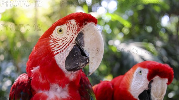 Red and white jungle macaw parrot with open beak friendly staring at camera
