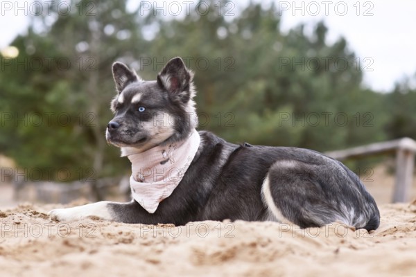 Portrait of cute French Bulldog x Siberian Husky dog mix with neckerchief