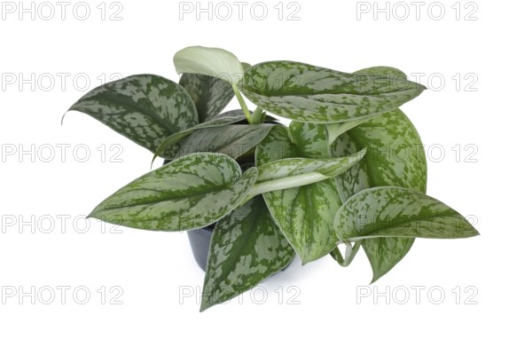 Exotic houseplant called 'Scindapsus Pictus Exotica' or 'Satin Pothos' with velvet texture and silver spot pattern in flower pot on white background