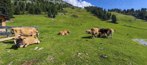 Free-grazing cows on an alpine pasture near the Acherkogel in the Stubai Alps in Hochoetz, Ötz, Ötztal, Tyrol, Austria