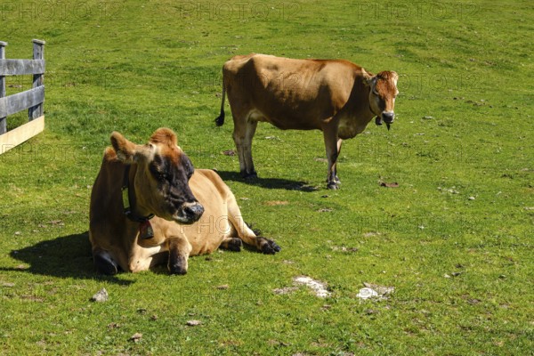 Free-grazing cows on an alpine pasture near the Acherkogel in the Stubai Alps in Hochoetz, Ötz, Ötztal, Tyrol, Austria, digitally reworked