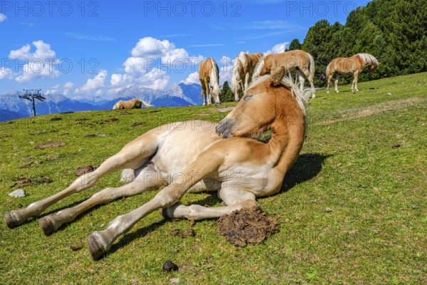 Free-grazing horses on an alpine pasture near the Acherkogel in the Stubai Alps in Hochoetz, Ötz, Ötztal, Tyrol, Austria