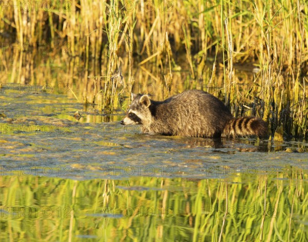 Raccoon (Procyon lotor), looking for food in the shallow water zone of a lake, Lower Saxony, Germany
