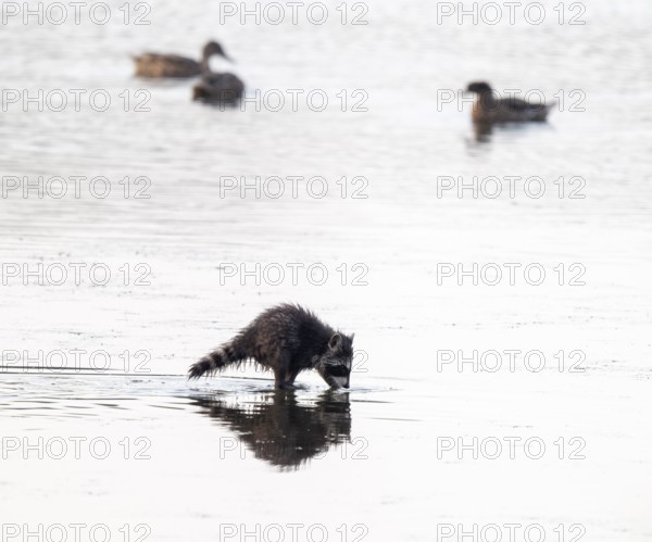 Raccoon (Procyon lotor), young raccoon looking for food in the shallow water zone of a lake, behind ducks, Lower Saxony, Germany