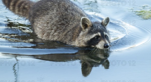 Raccoon (Procyon lotor) runs through the shallow water zone of a lake, Lower Saxony, Germany