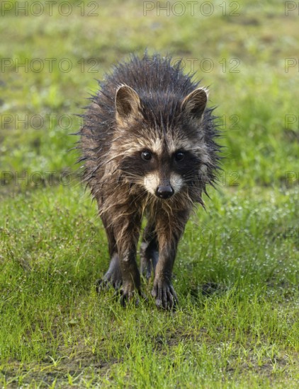 Raccoon (Procyon lotor) runs across a meadow, the coat is wet, Lower Saxony, Germany