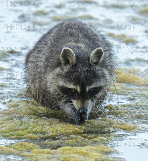 Raccoon (Procyon lotor), looking for food in the shallow water zone of a lake, Lower Saxony, Germany