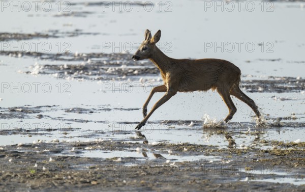 Deer (Capreolus capreolus), young roebuck running through the shallow water zone of a lake, Lower Saxony, Germany