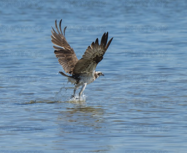 Osprey (Pandion haliaetus) flies over a blue water surface of a lake while hunting fish, Lower Saxony, Germany