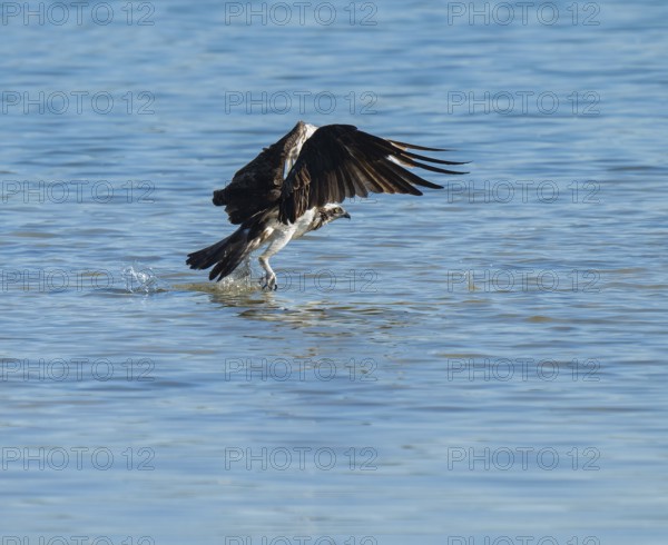 Osprey (Pandion haliaetus) flies over a blue water area of a lake, Lower Saxony, Germany while hunting fish