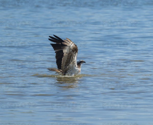 Osprey (Pandion haliaetus) emerges from water while hunting a fish, blue water, Lower Saxony, Germany