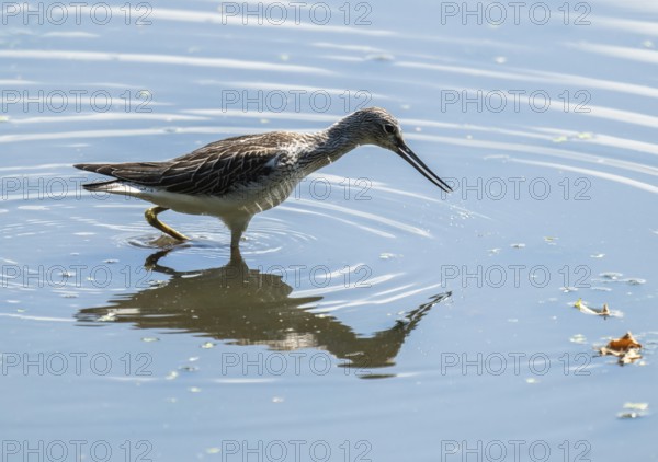 Green thighs (Tringa nebularia) looking for food in the shallow water zone of a body of water, wetland, Lower Saxony, Germany