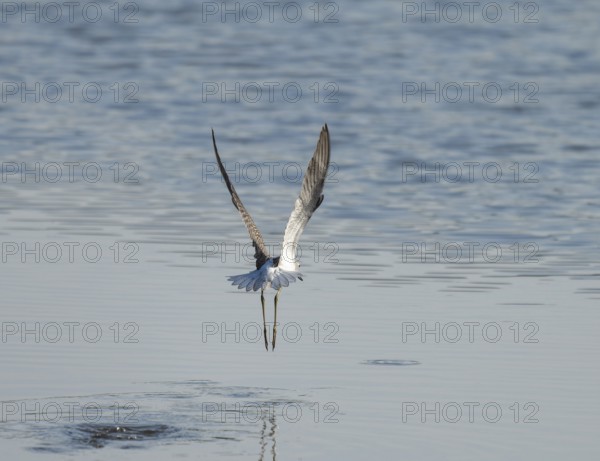 Green leg (Tringa nebularia) flying over a body of water, wetland, Lower Saxony, Germany
