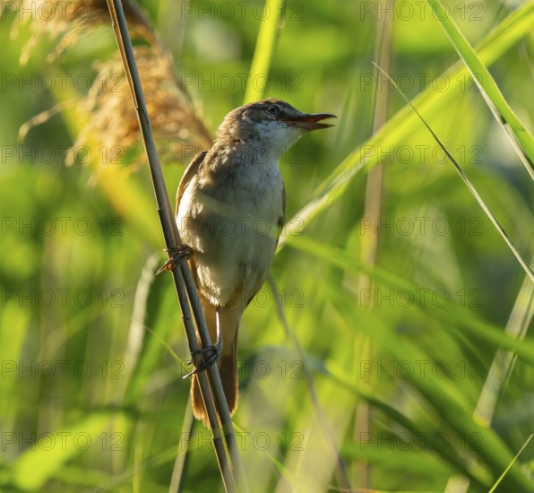 Thrush warbler (Acrocephalus arundinaceus) on a reed, reed (Phragmites australis), Lower Saxony, Germany
