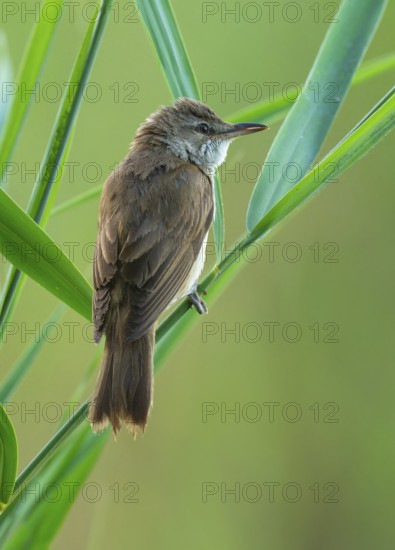 Thrush warbler (Acrocephalus arundinaceus) on a reed, reed (Phragmites australis), Lower Saxony, Germany