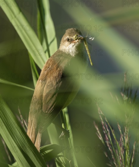 Bluebird (Acrocephalus arundinaceus) on a reed stalk, reed (Phragmites australis), with prey dragonfly (Odonata) in its beak, Lower Saxony, Germany