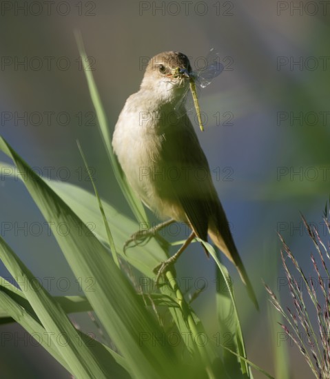 Bluebird (Acrocephalus arundinaceus) on a reed stalk, reed (Phragmites australis), with prey dragonfly (Odonata) in its beak, Lower Saxony, Germany