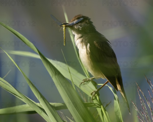 Bluebird (Acrocephalus arundinaceus) on a reed stalk, reed (Phragmites australis), with prey dragonfly (Odonata) in its beak, Lower Saxony, Germany