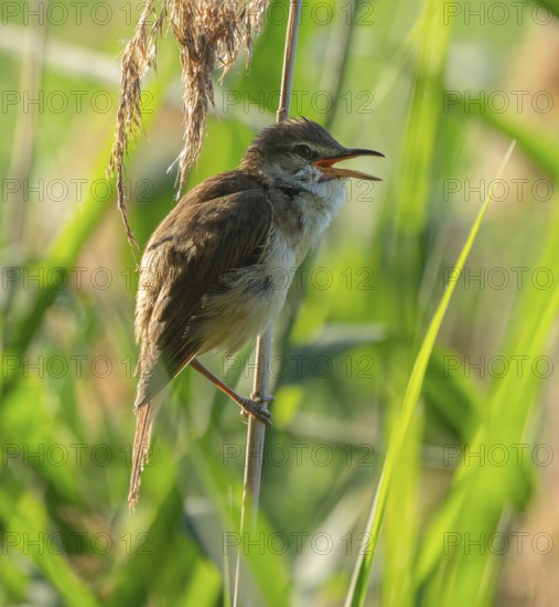 Thrush warbler (Acrocephalus arundinaceus), singing, on a reed, reed (Phragmites australis), Lower Saxony, Germany