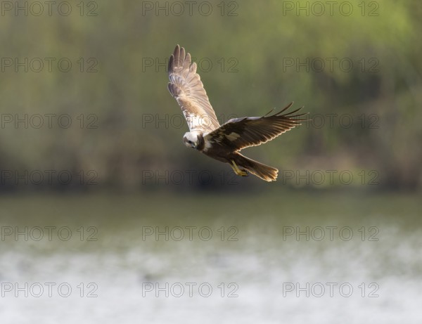 Harrier (Circus aeruginosus), female searching for food in flight, Lower Saxony, Germany
